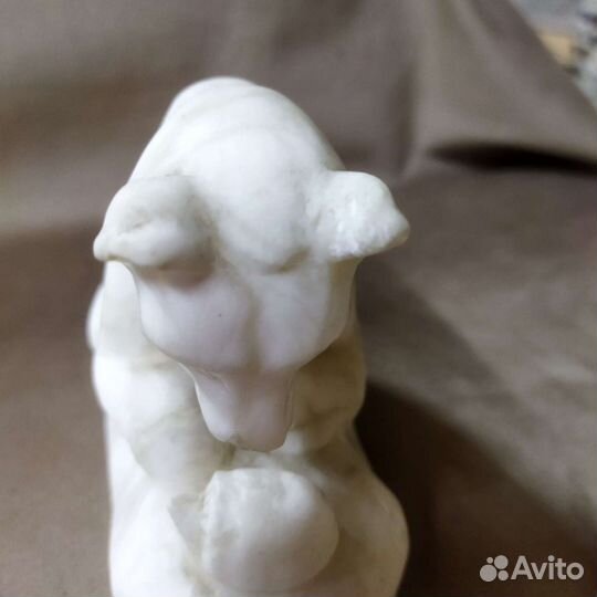 Мраморный медведь