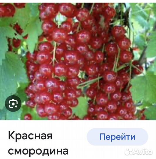 Саженцы смородины
