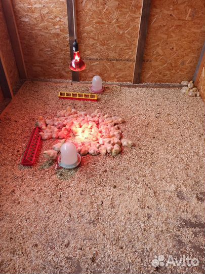 Цыплята бройлеры