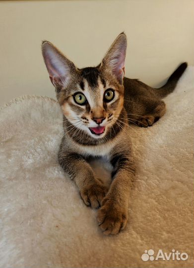 Котята Каракет