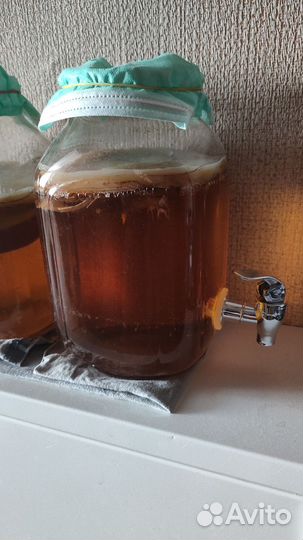 Чайный гриб + Лимонадница