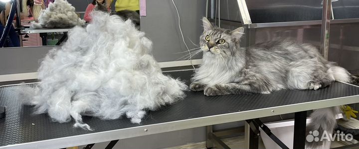 Стрижка и экспресс-линька кошек