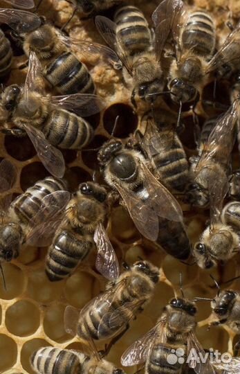 Пчеломатки Бакфаст, Карника плодные ф1