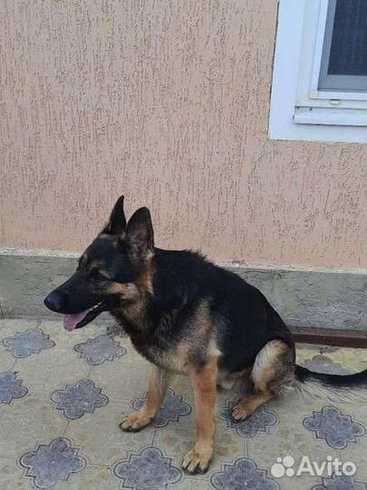 Немецкая овчарка(кобель для вязки)
