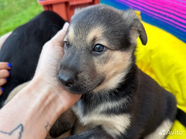 Щенки в дар маленькие подниматели настроения