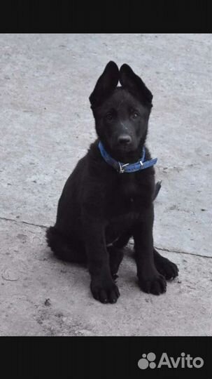 Восточноевропейская овчарка Щенки от Чемпиона