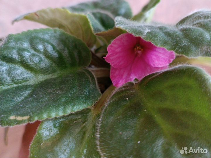 Комнатные цветы в горшках