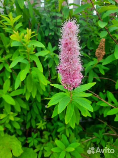 Облепиха,арония,вишня,цветы (бадан,хоста и другие)