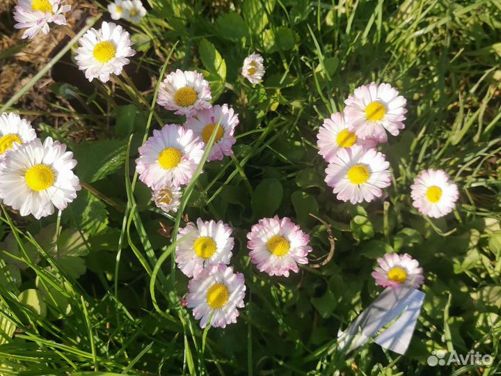 Маргаритки