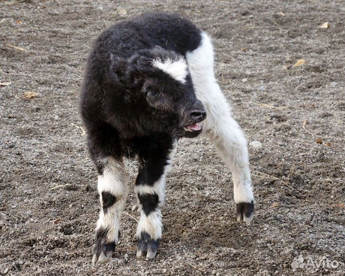 Крупнорогатый скот