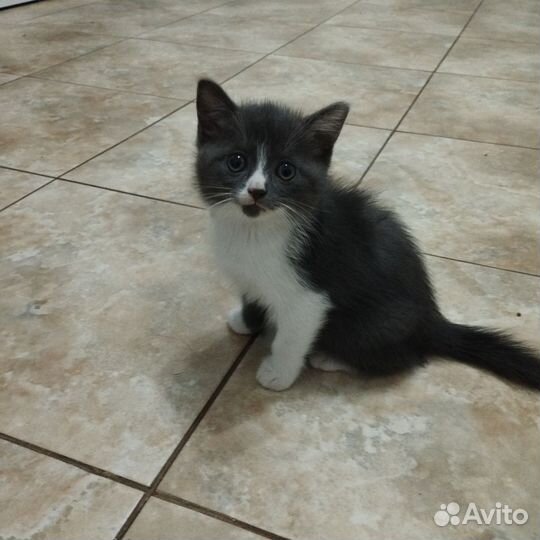 Британская кошка в дар