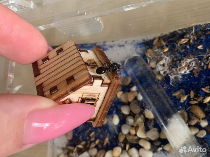 Муравьиная Ферма бу