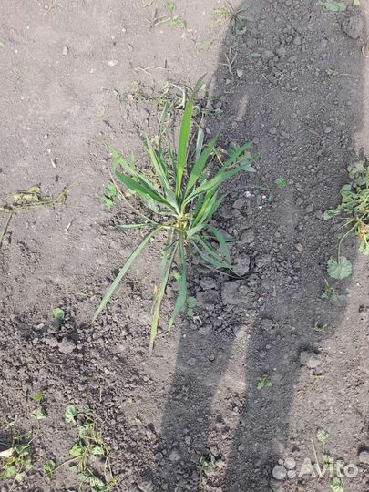 Юкка садовая