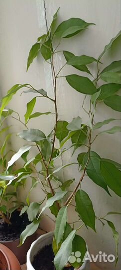 Фикус бенджамина