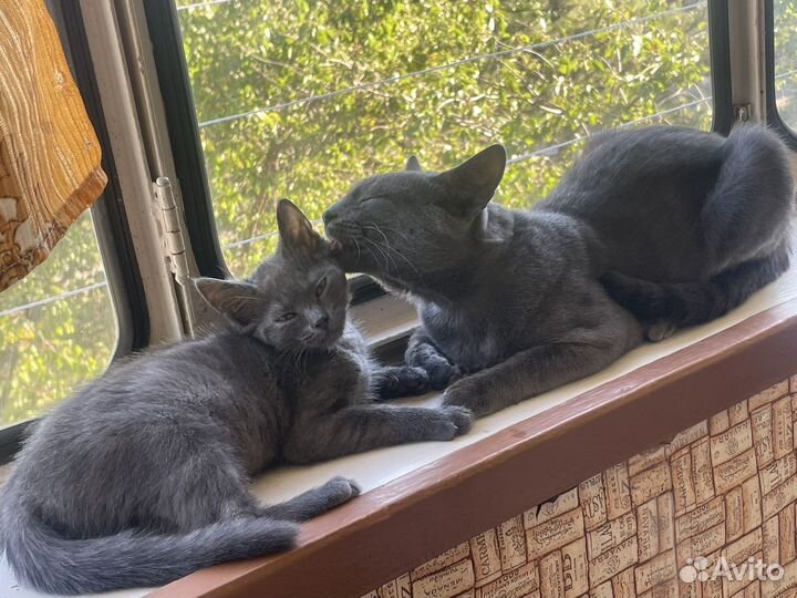 Потерялся кот