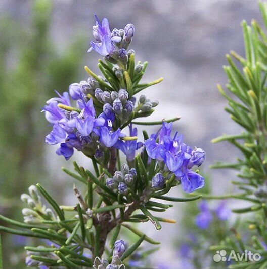 Розмарин рассада в горшке огород на подоконнике