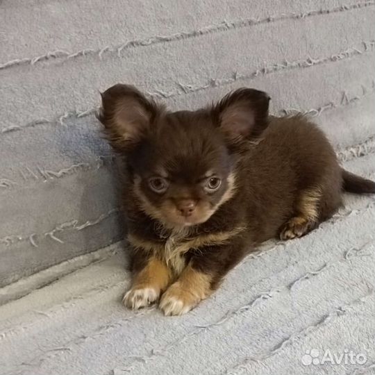 Щенки чихуахуа длинношерстные