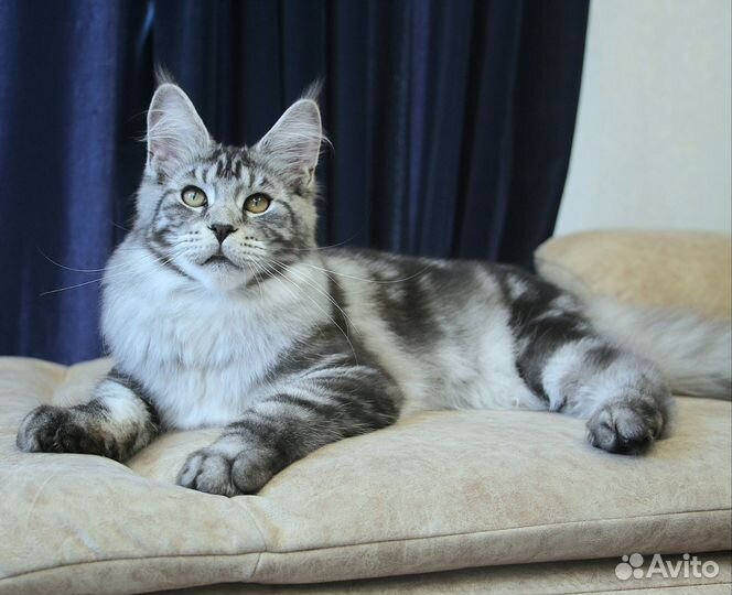 Котята мейн-кун