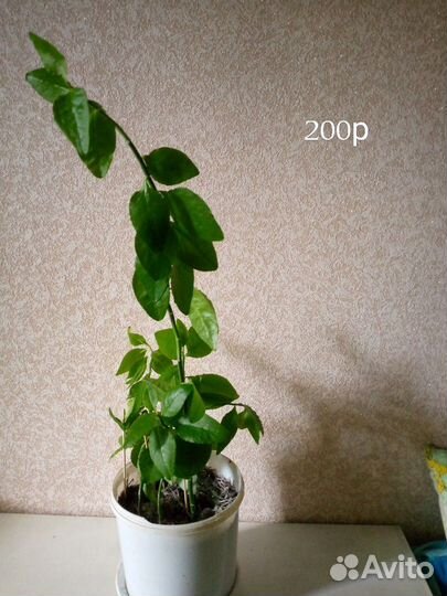 Комнатные цветы