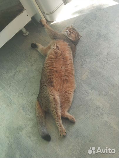 Шотландский кот