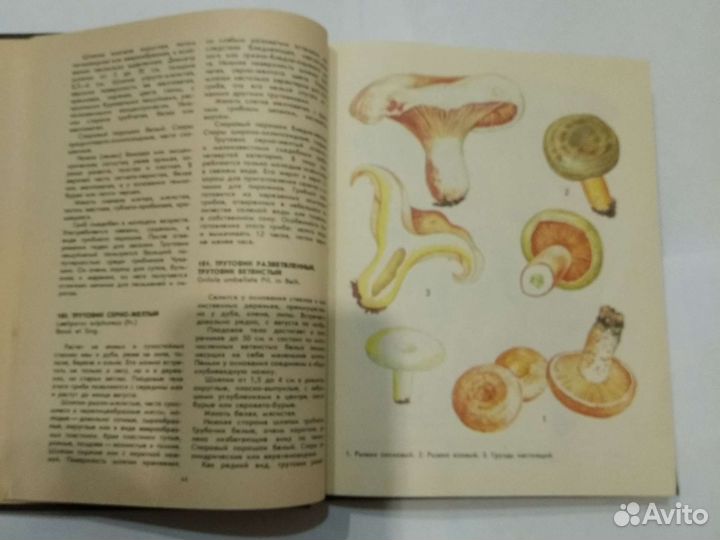 Грибы книга Ф.В. Федоров СССР