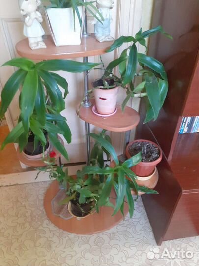 Растение золотой ус