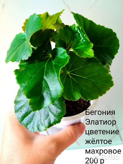 Бегонии сортовые, взрослые