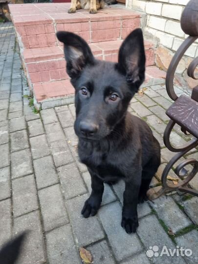 Немецкая овчарка