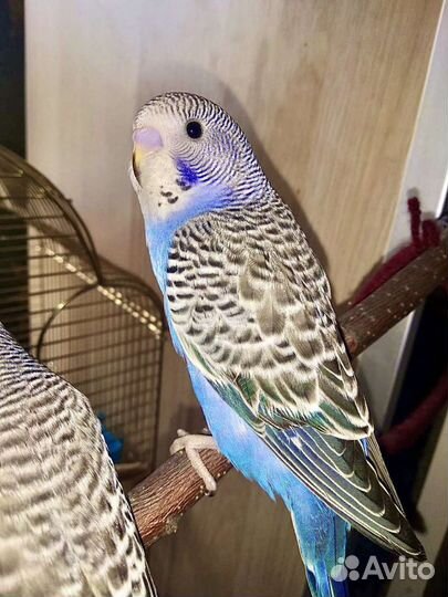 Птенцы волнистый попугай Абсолютно ручные