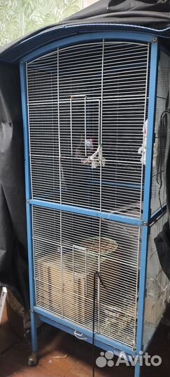 Попугай корелла с клеткой