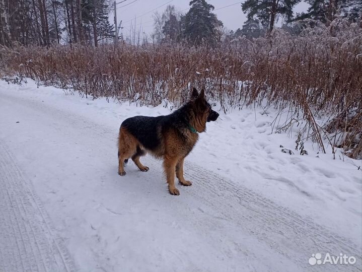Кобель для вязки немецкая овчарка
