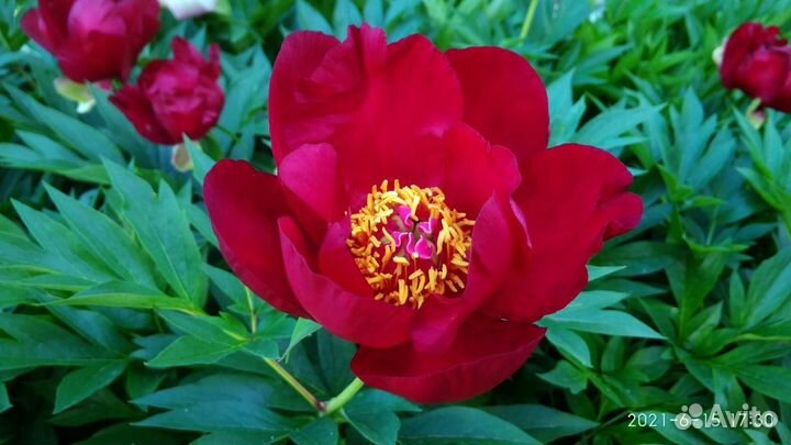 Желтые и другие пионы ито - гибриды