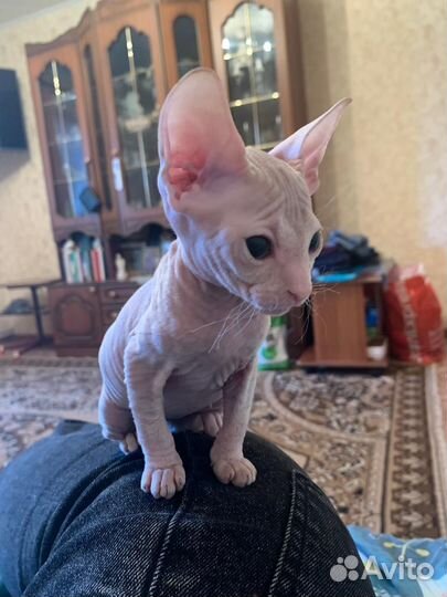 Кошки донской сфинкс