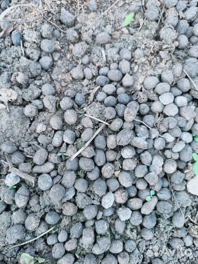 Навоз козий