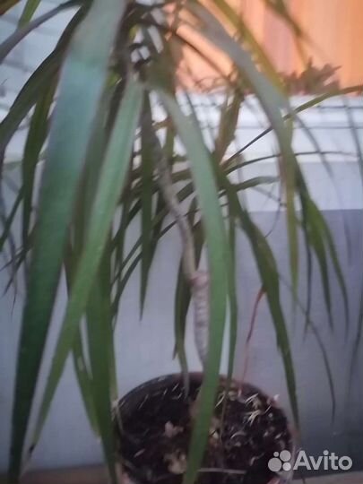 Пальма драцена