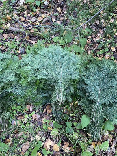Пихтовые веники для спа и бани