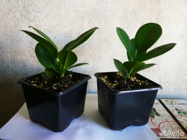 Фикус микрокарпа