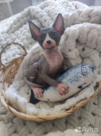 Канадский сфинкс