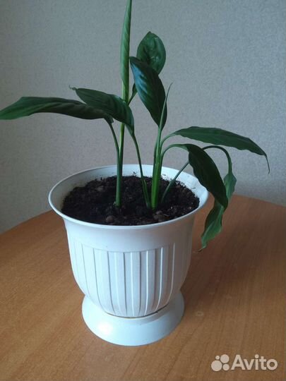 Спатифиллум