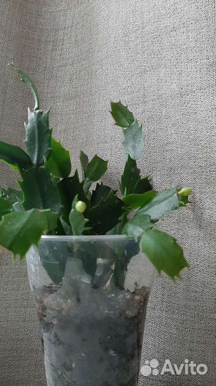 Декабрист бело-розовый, замиокулькас