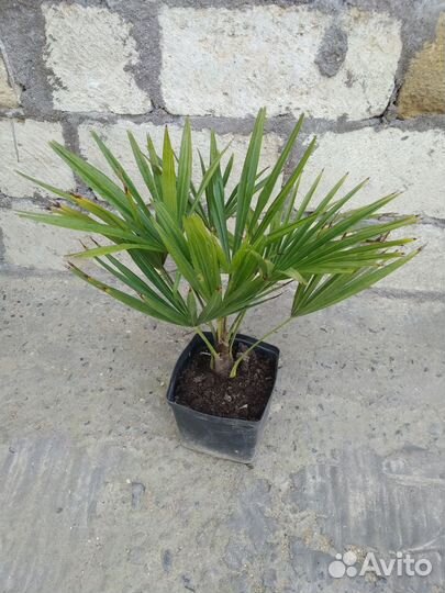 Пальма трахикарпус