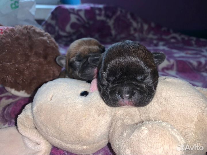 Мини французики