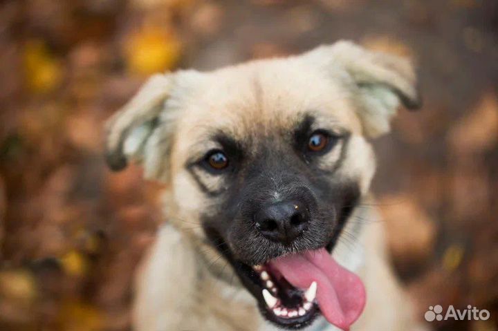 Миниатюрный Кузя в дар