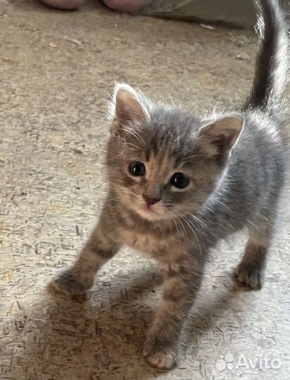 Котенок в дар