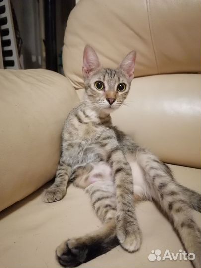 Кошечка