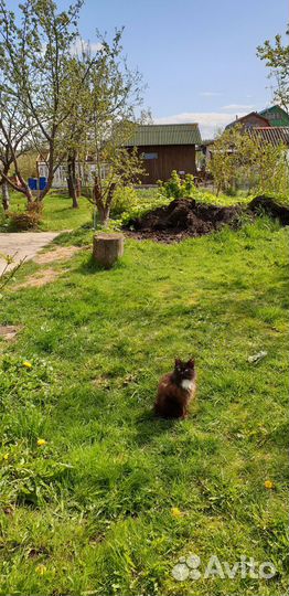 Отдам Маркиза