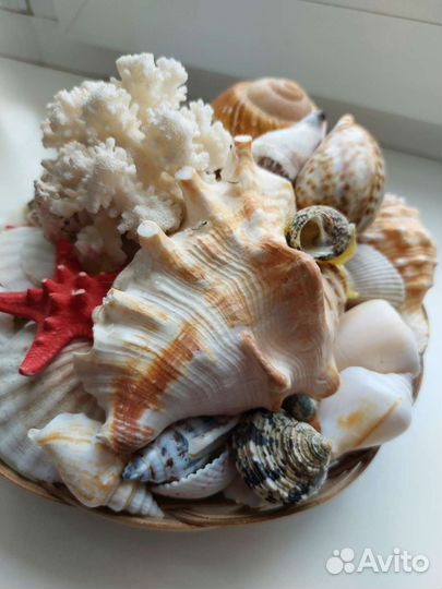 Набор и большая раковина