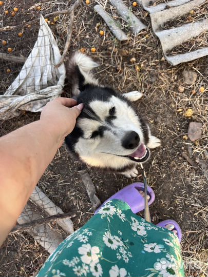 Сибирский хаски