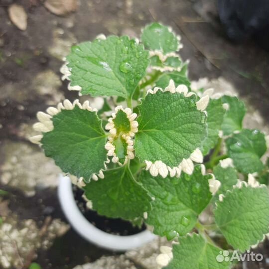 Плектрантусы ароматные сортовые комнатные