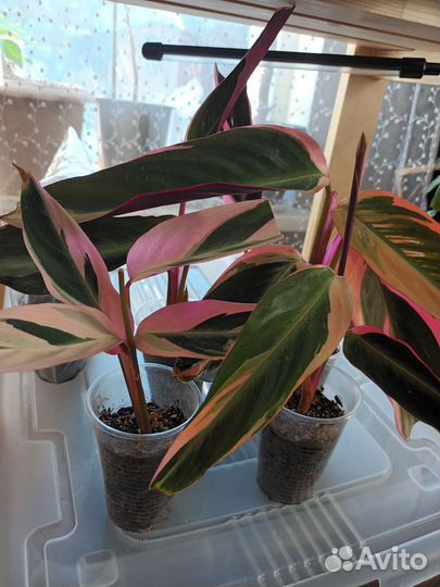 Коллекция домашних растений